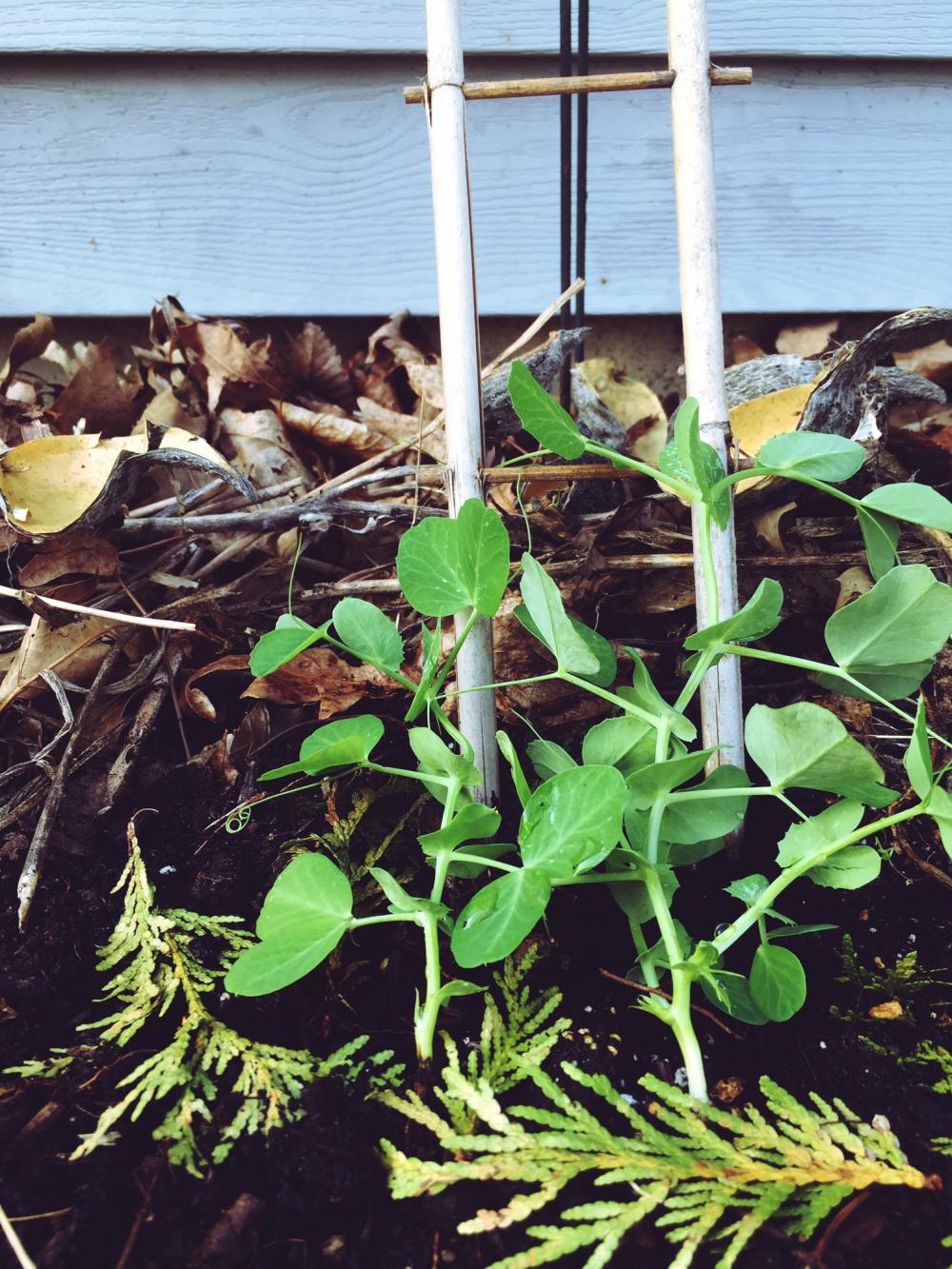 Peas I gave you a little ladder